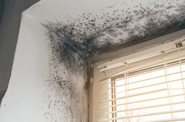 Affordable Bathroom Mold Removal solutions in Martinsville, IL
